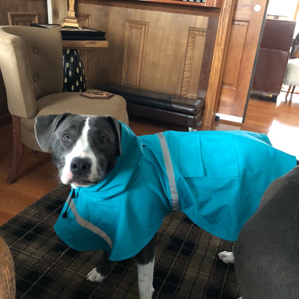 SOLD Dog raincoat